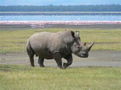 Filewhite Rhino In Lake Nakuru 3 Wikipedia