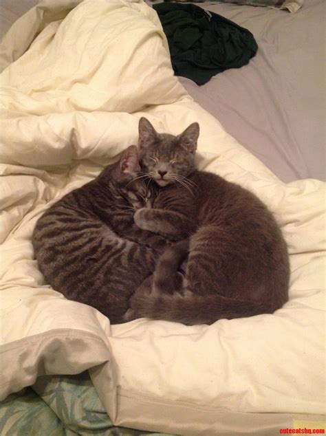 Just My Two Cats Cuddling Each Other Cute Cats Hq Pictures Of Cute