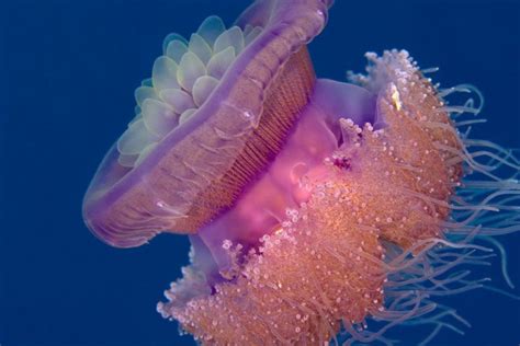 Crown Jellyfish Jellyfish Images Jellyfish Amazing Jellyfish