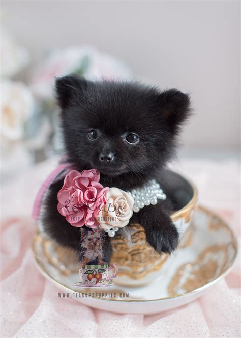 Puppy and runt are synonymous, and they have mutual synonyms. Pomeranian Puppies and Pomeranians For Sale in South ...