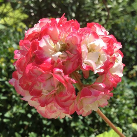 Pelargonium 'appleblossom rosebud' is a zonal pelargonium with bicoloured, white and red double flowers. Pelargonium 'Dueapblo15' (Green Series) syn. Pelargonium ...