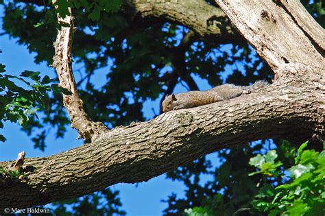 Squirrel Behaviour Scent Marking Wildlife Online