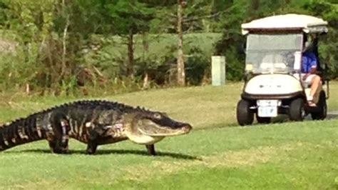 Large Alligator Spotted On Florida Golf Course Florida Golf Florida