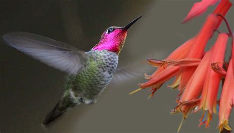 Free Bird Photography Contest: Top 10 Photographs (Week-1) | Nature ...