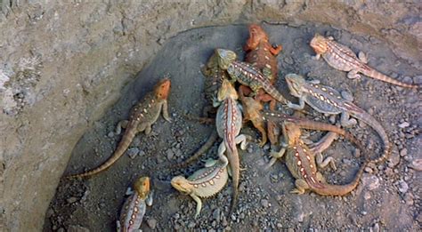 Yellow Spotted Lizard Holes Wiki Fandom Powered By Wikia