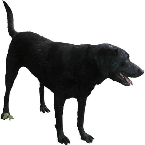 Black Dog Png File Png All Png All