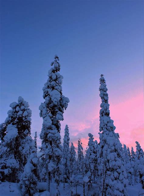 Snowy Trees In Lapland Photograph By Abrahan Fraga Fine Art America