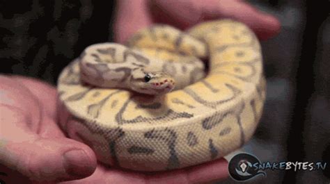Snake Yawn  Find And Share On Giphy