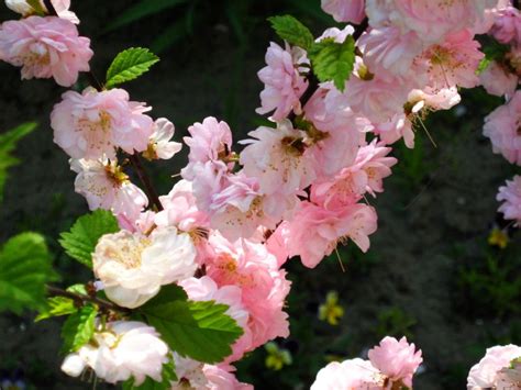 Almond trees are a close relation and in some ways very similar to the peach tree. Prunus triloba - Shrub Seeds - Flowering Almond, Flowering ...