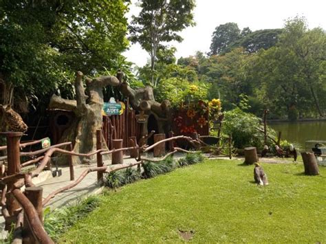 Contoh tiket masuk kebun binatang bukittinggi. Cocok untuk Liburan Keluarga, Yuk Wisata ke Kebun Binatang Gembira Loka - GuideKu.com