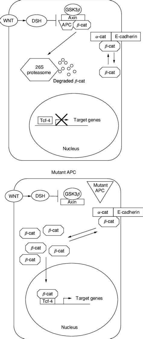 11 The APC Signaling Pathway In A Normal Cell APC Forms A Complex