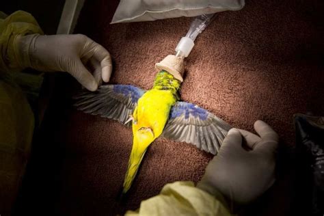 Threatened Orange Bellied Parrots To Hitch Ride On Plane In Effort To