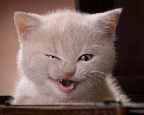 Funny Cats Picture Hd White Funny Cats 1600x1280 372