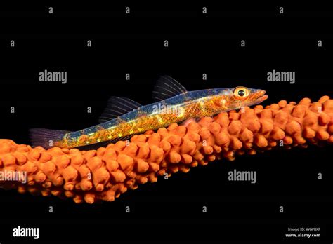 A Small Whip Coral Lives On Its Host As The Namesake Implies Gobies