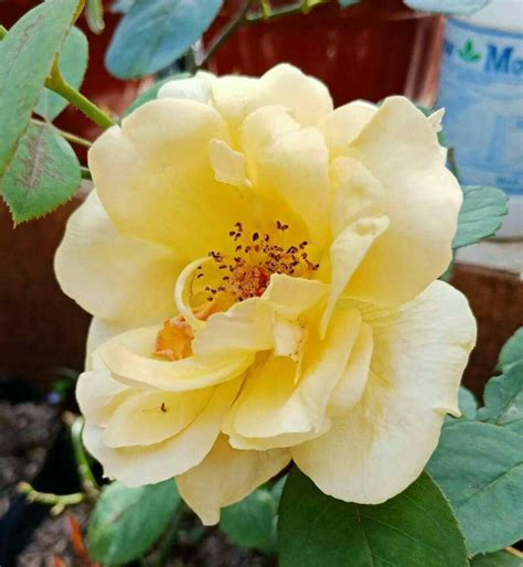 Maybe you would like to learn more about one of these? 26+ Gambar Bunga Cantik Selamat Pagi - Galeri Bunga HD