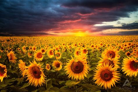Sunflower Fields Sunset 8x10 Fine Art Flower Photo Nature