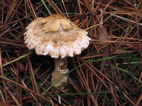Top 25 Most Poisonous And Deadly Mushrooms Around The World