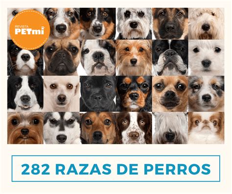 282 Razas De Perros De La A A La Z Revista Petmi Para Amantes De
