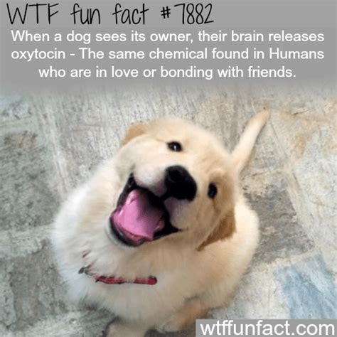 35 Wtf Fun Facts For Your Brain To Absorb Faits Danimaux Faits
