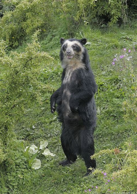 Spectacled Bear Franka Standing Spectacled Bear Wild Animals