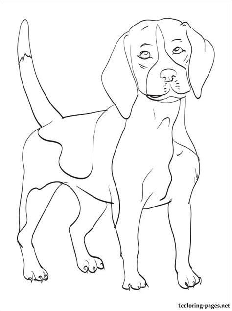 Beagle Dog Coloring Pages At Free Printable