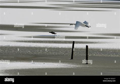 A Swan Flies Low Over A Part Frozen Lake At Attenborough Nature Reserve
