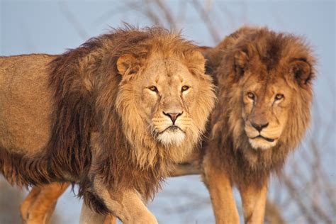It is also the differences between the african lion are the prominent belly fringe and the larger tuft at the end of the. nature, Animals, Wildlife, Lion Wallpapers HD / Desktop ...