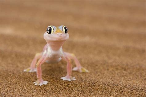 Maybe you would like to learn more about one of these? 12 Surprising Facts About Geckos