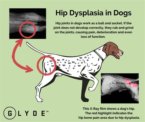 What You Need To Know About Hip Dysplasia In Dogs