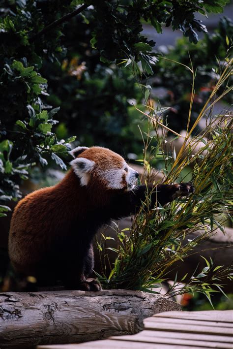Download Red Panda Clawing Bamboo Wallpaper