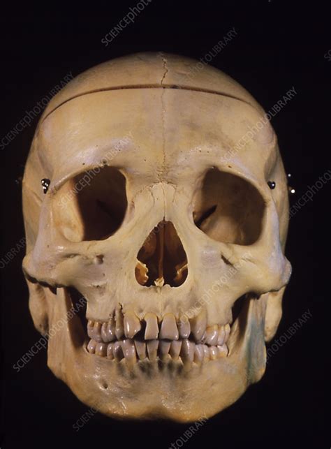 Complete Human Skull And Lower Jaw Front View Stock Image P1200028