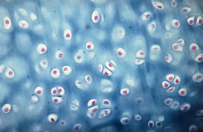 Photomicrograph Of Hyaline Cartilage Stock Image P