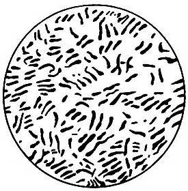 It has the ability to convert carbohydrates to butyrate, acetate, carbo. Круговорот азота 1969 Германов Н.И. - Микробиология