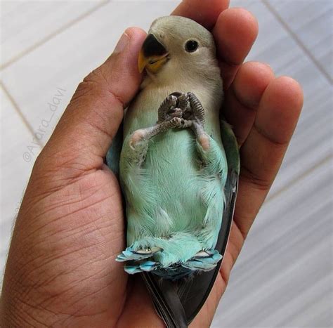 Parrots | Birds on Instagram: 