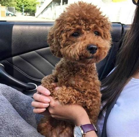 When i was a young boy. sweet Poodle Puppies for adoption - Las Vegas - Animal, Pet