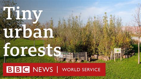 The Tiny Urban Forests Bringing Nature To The Heart Of The City Bbc