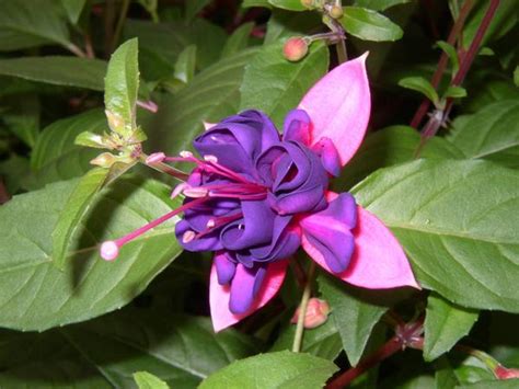Hybrid fuchsia fuchsia × hybrida. Fuchsia cultivars Dollar Princess | Lucas Greenhouses