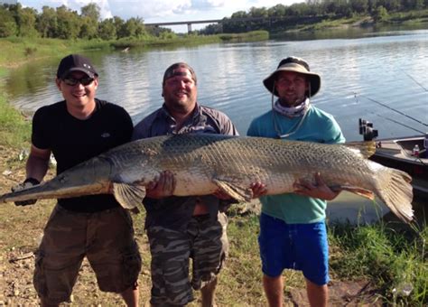 It is unique in appearance and falls into the category of a ray finned species. Anglers Catch Monster Alligator Gar in Texas | OutdoorHub