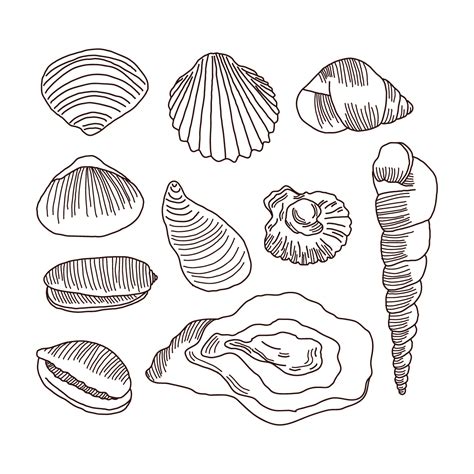 Detailed Doodles Of Shells Vector Art At Vecteezy