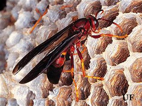 Red and black mason wasp sting. Wasps Have a Purpose | Gardening in the Panhandle