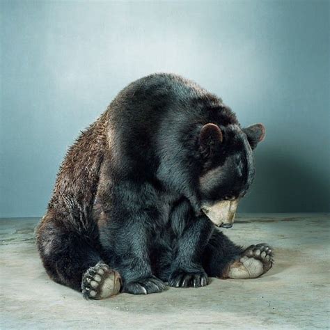 Bear Portraits By Jill Greenberg Bear Black Bear Animals Matter