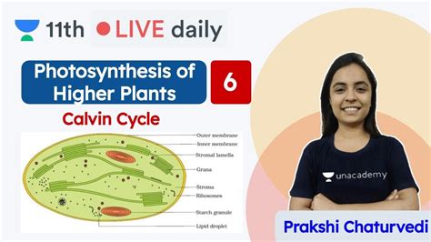 Cbse Class 11 Photosynthesis In Higher Plants L6 Biology Unacademy