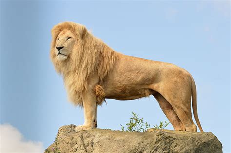 Lion Standing Images Hd