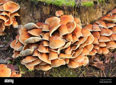 Mushrooms Growing On Tree Stump Hi Res Stock Photography And Images Alamy