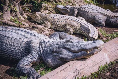 Miami Everglades Safari Park Airboat Tour And Park Entrance Getyourguide