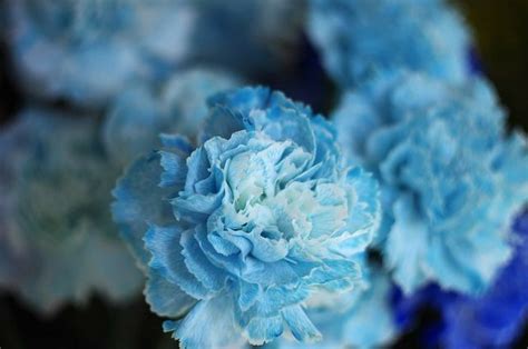 Pin By Karen Holzer On Florals Blue Carnations Carnations Carnation