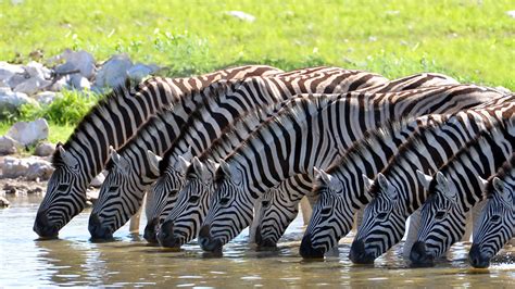 Kenya Wildlife Safari In Style Trip Connoisseurs