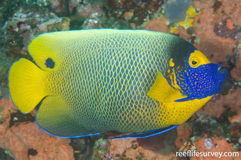 Pomacanthus Xanthometopon Blueface Angelfish