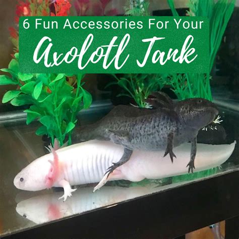 6 Fun Accessories For An Axolotl Tank Pethelpful