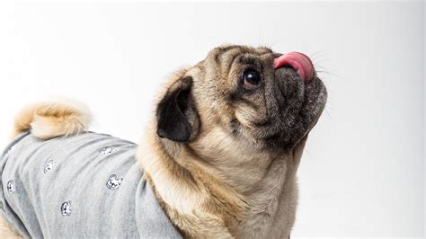 Download Wallpaper 2560x1440 Pug Dog Protruding Tongue Funny Pet